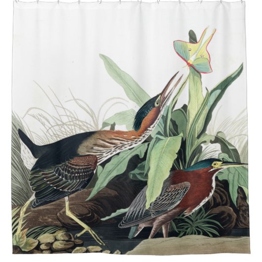 Grünreiher-Vögel Audubon Tier-Duschvorhang Duschvorhang (Vorderseite)