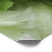 Grünsalat Poster (Ecke)