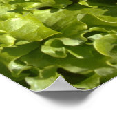 Grünsalat Poster (Ecke)