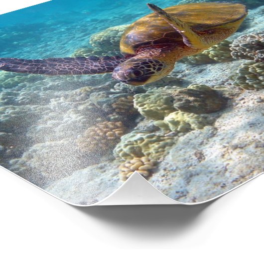 Grünschildkröte Fotodruck (Ecke)