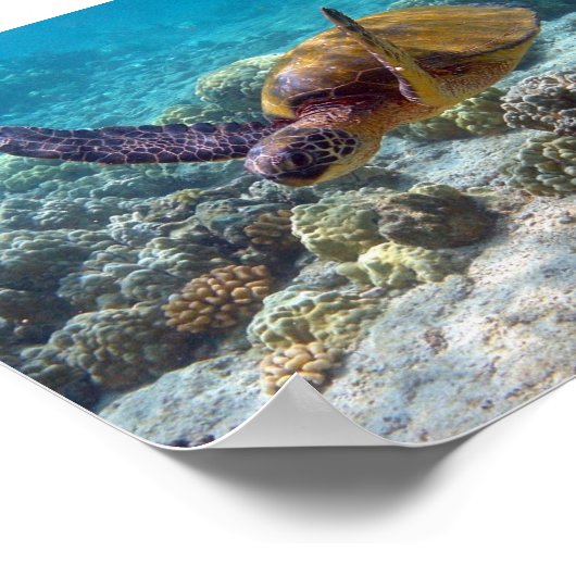 Grünschildkröte Poster (Ecke)