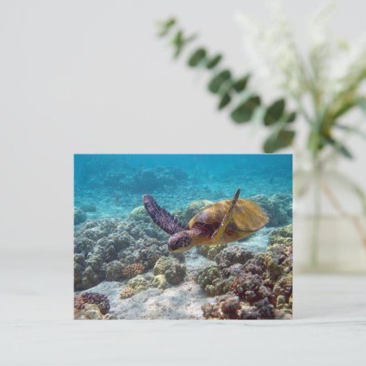 Grünschildkröte Postkarte (Stehend Vorderseite)