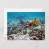 Grünschildkröte Postkarte (Vorne/Hinten)