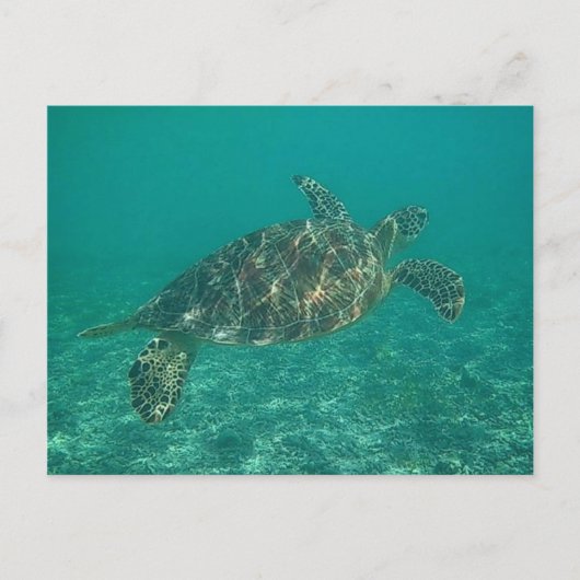 Grünschildkröte Postkarte (Vorderseite)