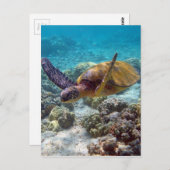 Grünschildkröte Postkarte (Vorne/Hinten)