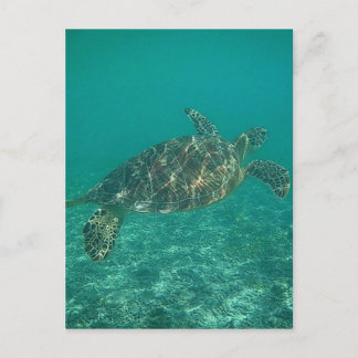 Grünschildkröten Postkarte