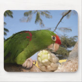 Grünsittich Mousepad (Vorne)