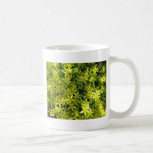 Grünstern wie Blume-Kräuterpflanzen-Pflanze Kaffeetasse