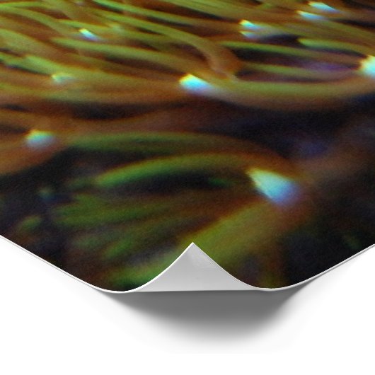 Grünsternpolyp Poster (Ecke)