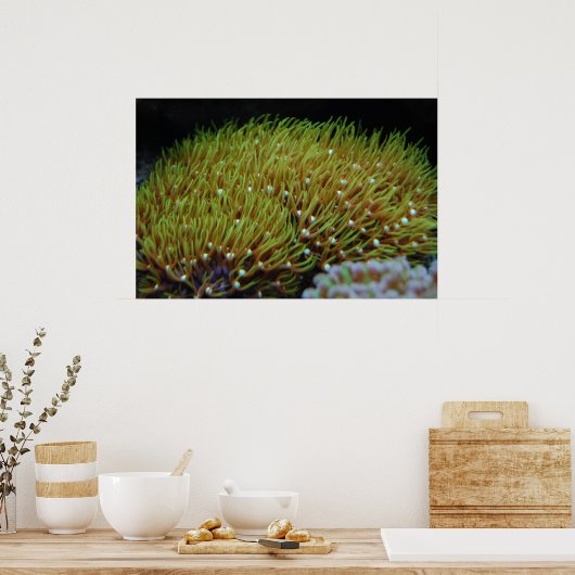 Grünsternpolyp Poster (Küche)