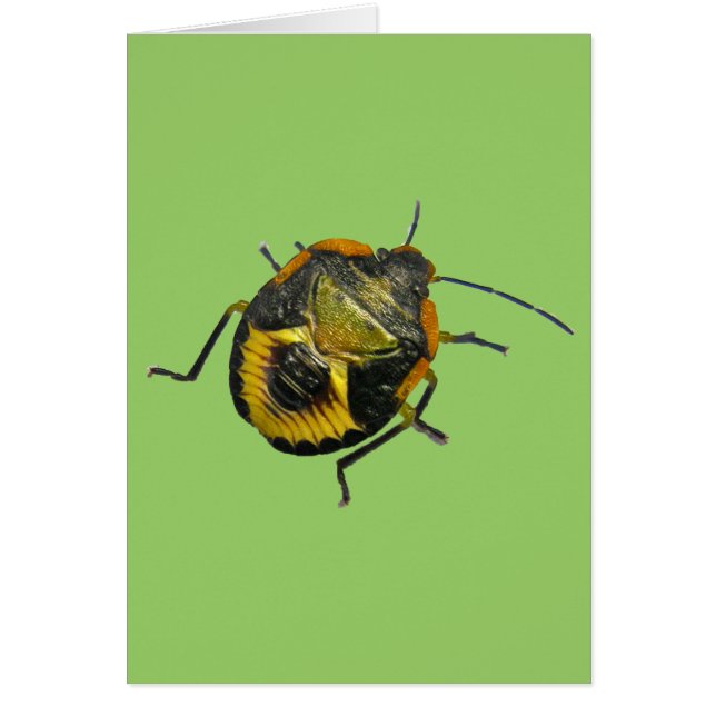 Grünstinkfehler Nymph-Koordinationselemente (Vorne)