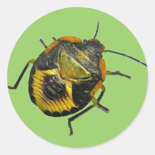 Grünstinkfehler Nymph-Koordinationselemente Runder Aufkleber (Vorderseite)