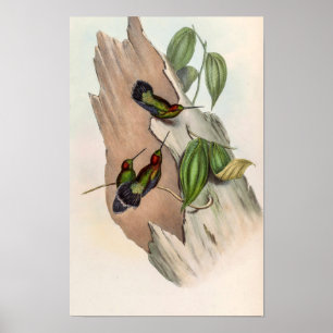 Grünstirn-Lanzenschnäbel Vögel von John Gould Poster