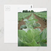Grüntöne mit Blattwerk, Landwirtschaft Postkarte (Vorne/Hinten)