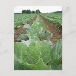 Grüntöne mit Blattwerk, Landwirtschaft Postkarte
