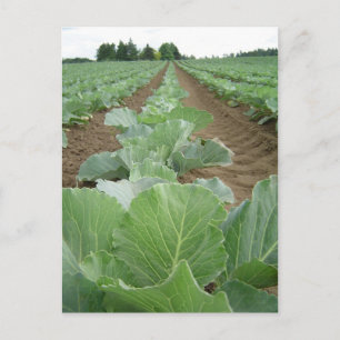 Grüntöne mit Blattwerk, Landwirtschaft Postkarte
