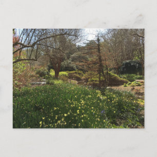 Grünwald mit gelben Blumen Postkarte