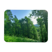Grünwaldlandschaftsfotografie Magnet (Horizontal)