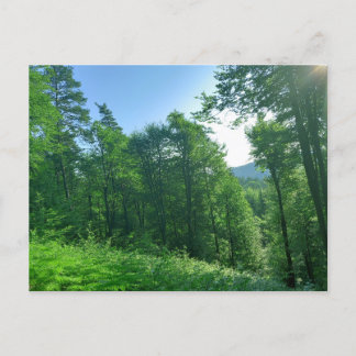 Grünwaldlandschaftsfotografie Postkarte