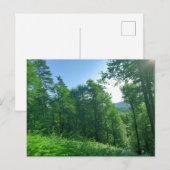 Grünwaldlandschaftsfotografie Postkarte (Vorne/Hinten)