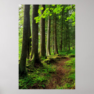 Grünwaldweg Landschaftlich Poster