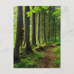 Grünwaldweg Landschaftlich Postkarte