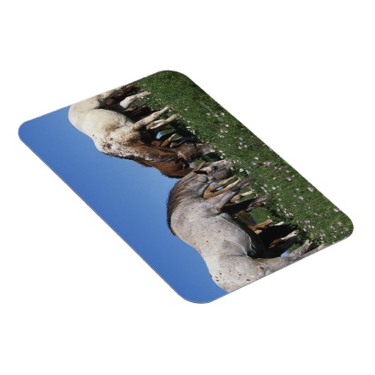 Gruppe Appaloosa Pferde Weiden Magnet (Rechte Seite)