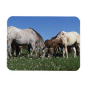 Gruppe Appaloosa Pferde Weiden Magnet (Horizontal)