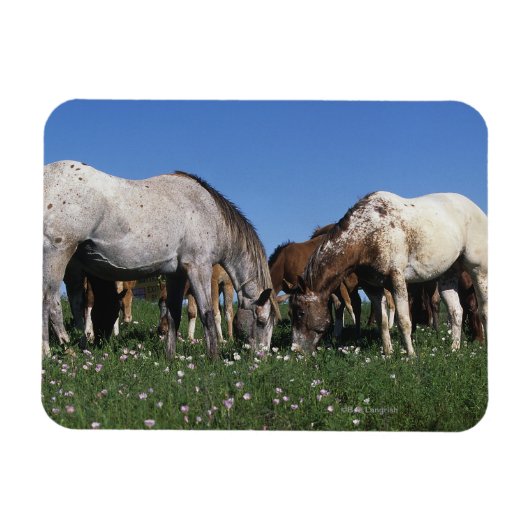Gruppe Appaloosa Pferde Weiden Magnet (Horizontal)