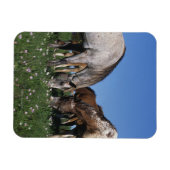 Gruppe Appaloosa Pferde Weiden Magnet (Horizontal)