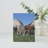 Gruppe Appaloosa Pferde Weiden Postkarte (Stehend Vorderseite)