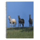 Gruppe Araber Notizblock (Vorderseite)