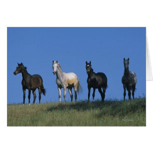 Gruppe der Araber