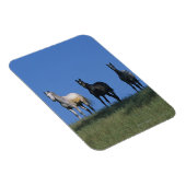 Gruppe der Araber Magnet (Rechte Seite)