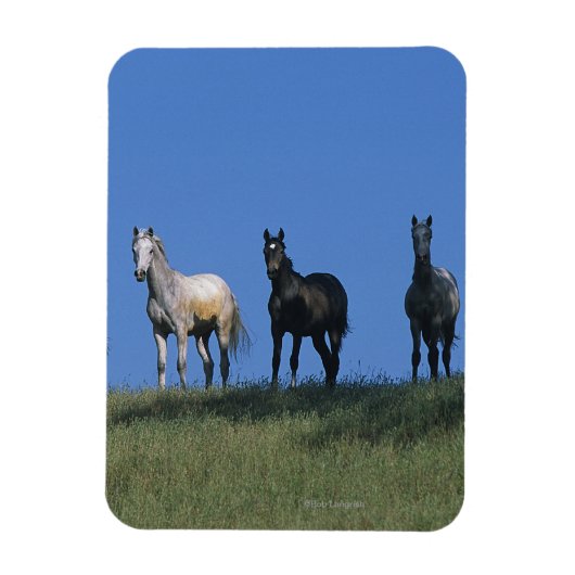 Gruppe der Araber Magnet (Vertikal)