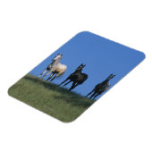 Gruppe der Araber Magnet (Linke Seite)