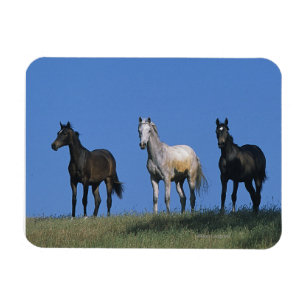 Gruppe der Araber Magnet