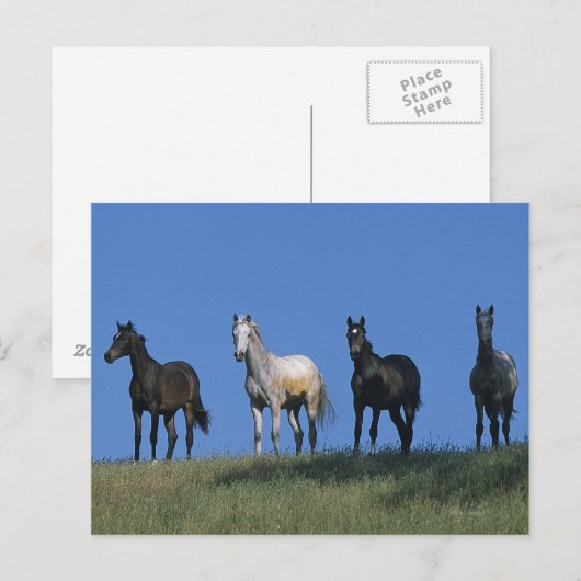 Gruppe der Araber Postkarte (Vorne/Hinten)