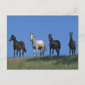 Gruppe der Araber Postkarte (Vorderseite)