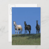 Gruppe der Araber Postkarte (Vorne/Hinten)