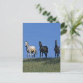 Gruppe der Araber Postkarte (Stehend Vorderseite)