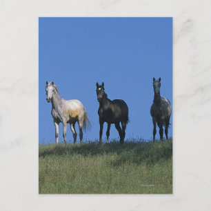 Gruppe der Araber Postkarte