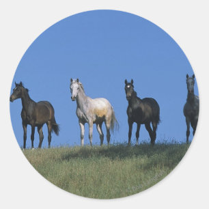 Gruppe der Araber Runder Aufkleber