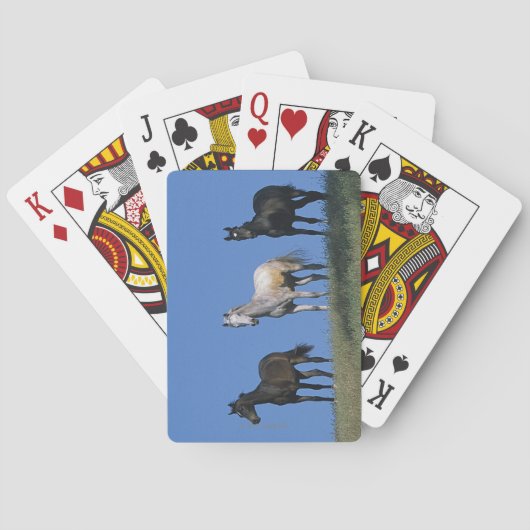 Gruppe der Araber Spielkarten (Rückseite)