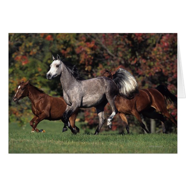 Gruppe der arabischen Pferde (Vorderseite (Horizontal))