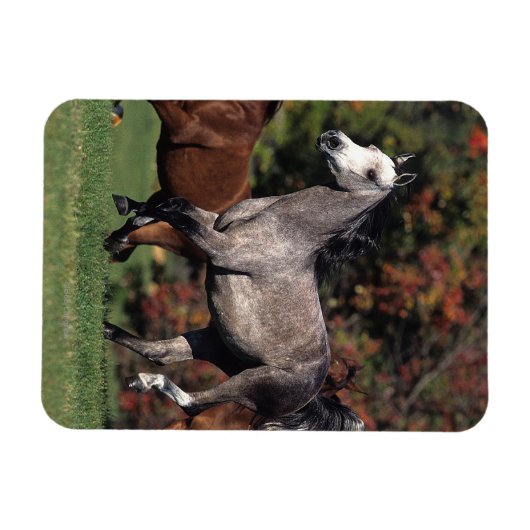 Gruppe der arabischen Pferde Magnet (Horizontal)