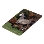 Gruppe der arabischen Pferde Magnet (Linke Seite)