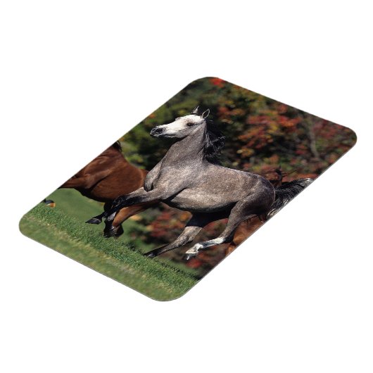 Gruppe der arabischen Pferde Magnet (Linke Seite)