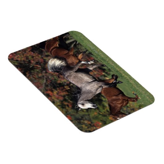 Gruppe der arabischen Pferde Magnet (Rechte Seite)