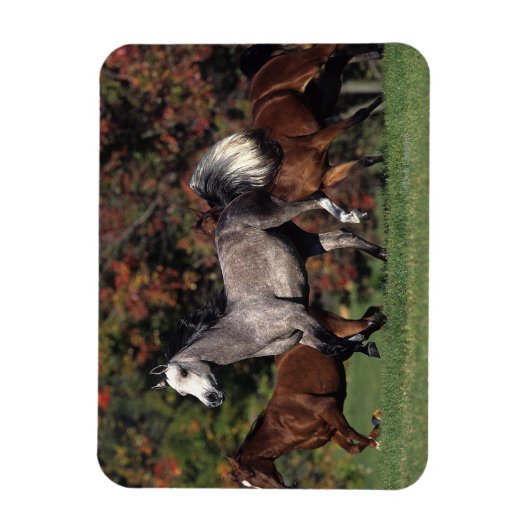 Gruppe der arabischen Pferde Magnet (Vertikal)